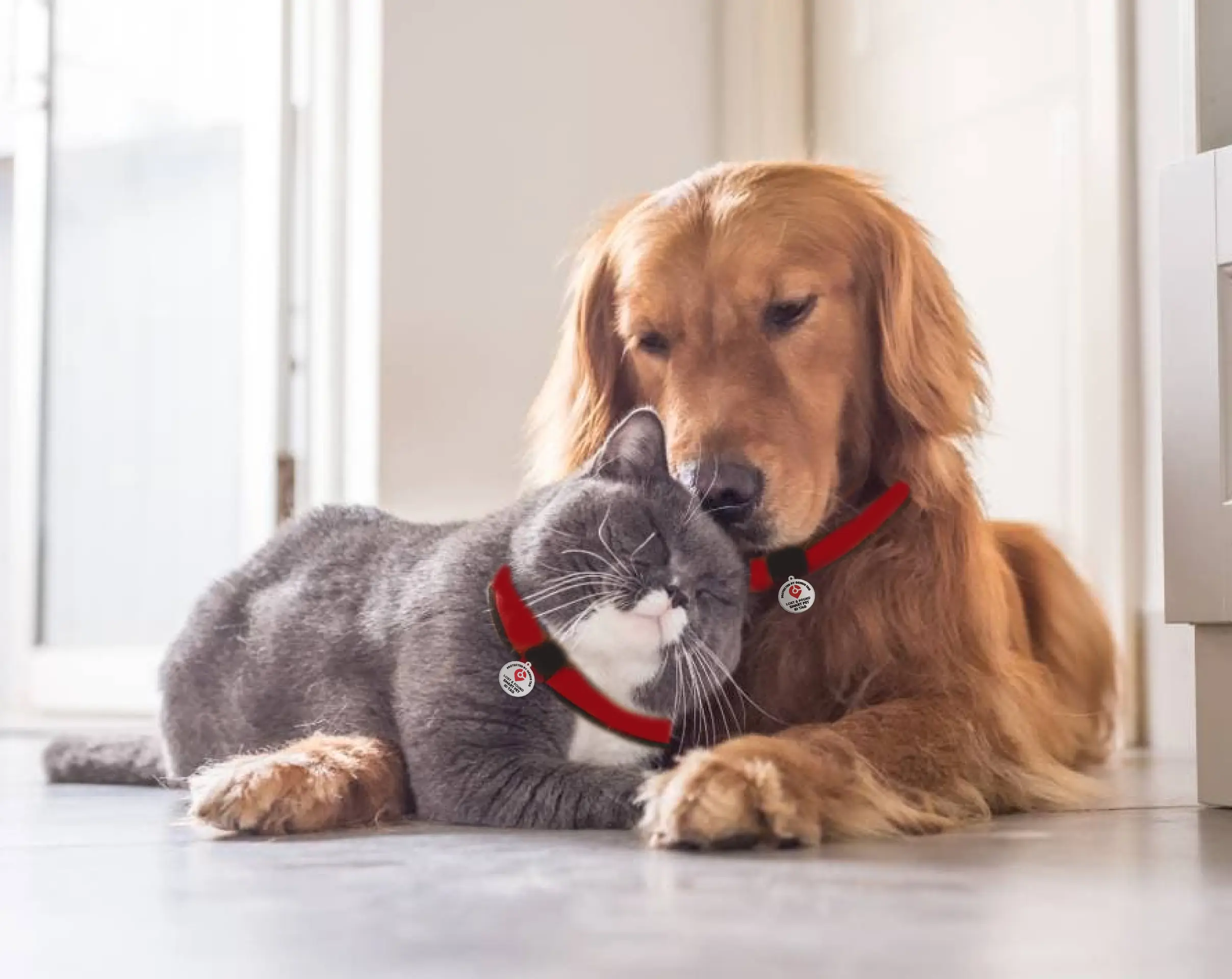 Lost pet response and recovery